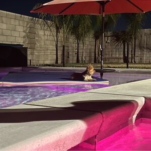 Rudy & Piper say please stop by and buy some items so he can get some new 🧸